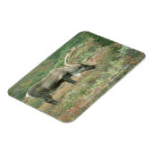 Cariou Buck Grazing Magnet Magneet (Linkerzijde)