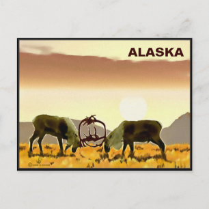Cariou Duel - Alaska Briefkaart