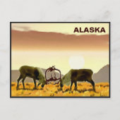 Cariou Duel - Alaska Briefkaart (Voorkant)