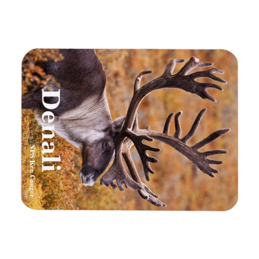 Cariou in Denali Magneet (Horizontaal)