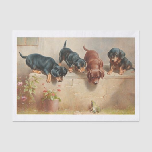 Carl Richert | Dachshund-Puppies en kikkers Tissuepapier (Voorkant)