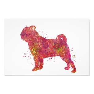 Carlin Animal Chien Domestique Natuur Monde Canine Foto Afdruk