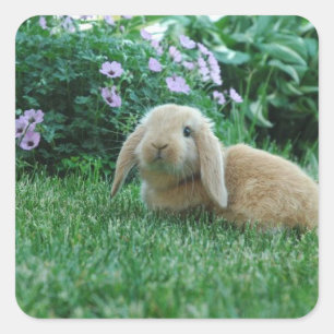 Carlos de Lop Eared Baby Bunny Vierkante Sticker