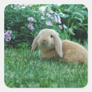 Carlos de Lop Eared Baby Bunny Vierkante Sticker