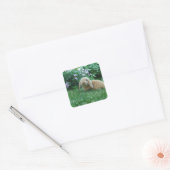 Carlos de Lop Eared Baby Bunny Vierkante Sticker (Envelop)