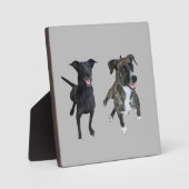 Carlos honden fotoplaat (Voorkant)
