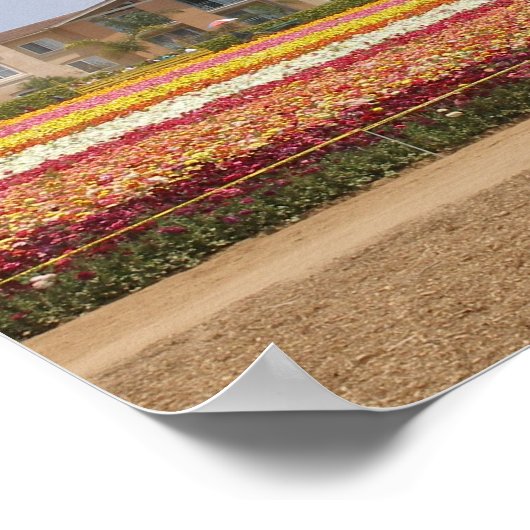 Carlsbad Flower Field Poster (Hoek)