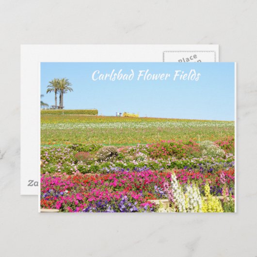 Carlsbad Flower Fields Briefkaart (Voorkant / Achterkant)
