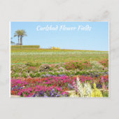 Carlsbad Flower Fields Briefkaart (Voorkant)