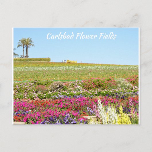 Carlsbad Flower Fields Briefkaart (Voorkant)