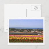 Carlsbad Flower Fields Briefkaart (Voorkant / Achterkant)