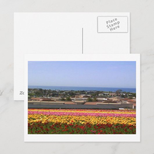 Carlsbad Flower Fields Briefkaart (Voorkant / Achterkant)