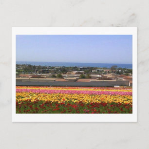 Carlsbad Flower Fields Briefkaart