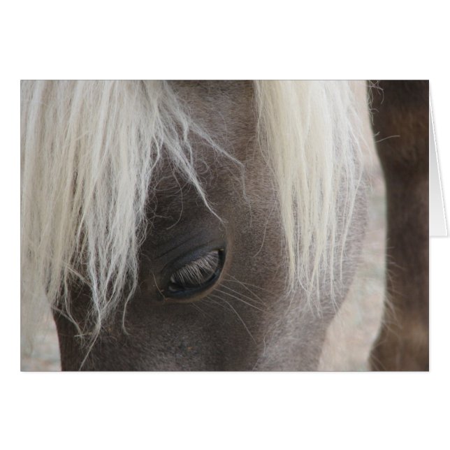 Carly,  mini filly (Voorkant Horizontaal)