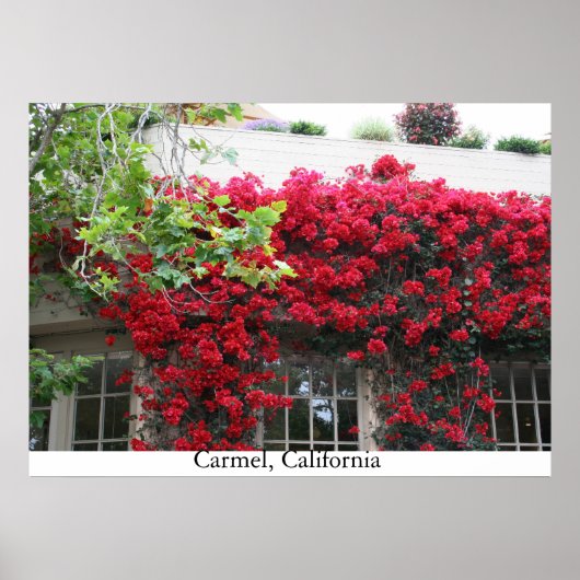 Carmel in bloei poster (Voorkant)