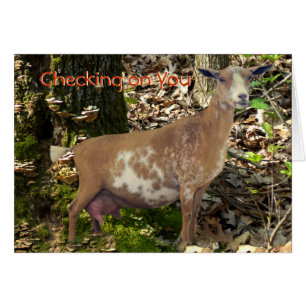 Carmel Mini Dairy Doe Goat - pas aan