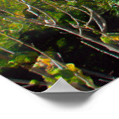 CARMEL MISSION BASILICA POSTER (Hoek)