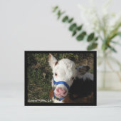 Carmel Valley, CA-Briefkaart Briefkaart (Staand voorkant)