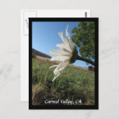 Carmel Valley Daisy Briefkaart (Voorkant / Achterkant)