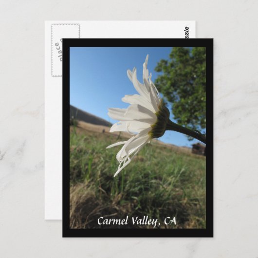 Carmel Valley Daisy Briefkaart (Voorkant / Achterkant)