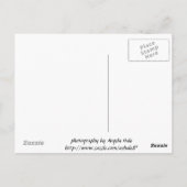 Carmel Valley Daisy Briefkaart (Achterkant)