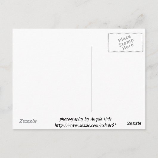 Carmel Valley Daisy Briefkaart (Achterkant)