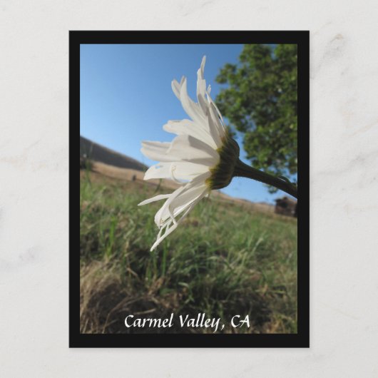 Carmel Valley Daisy Briefkaart (Voorkant)