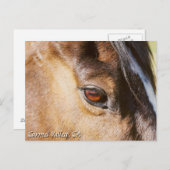 Carmel Valley Horse Eye Briefkaart (Voorkant / Achterkant)