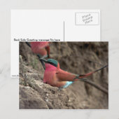 Carmine Bee-Eater Briefkaart (Voorkant / Achterkant)