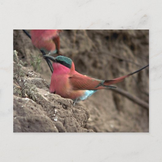 Carmine Bee-Eater Briefkaart (Voorkant)