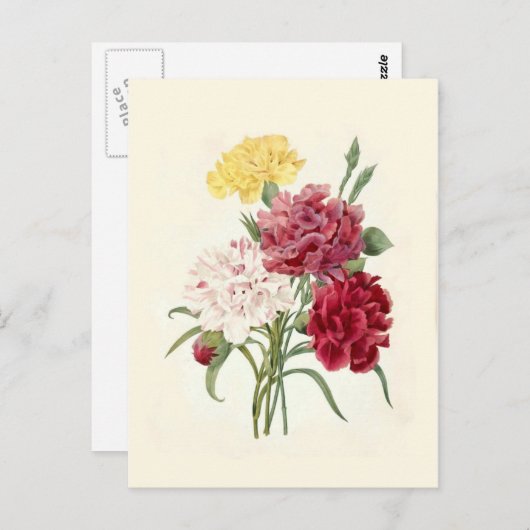 Carnaties van Pierre-Joseph Redouté Briefkaart (Voorkant / Achterkant)