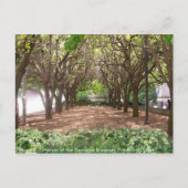 Carnegie Museum Briefkaart (Voorkant)