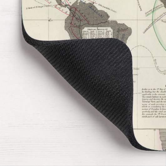 Carnivora Muismat (Hoek)