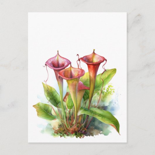 Carnivore Pitcher Plant Botanische Waterverf Kunst Briefkaart (Voorkant)
