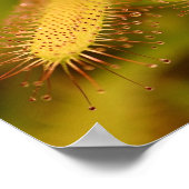 carnivore planten poster (Hoek)
