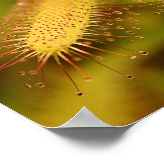 carnivore planten poster (Hoek)