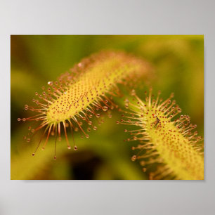 carnivore planten poster