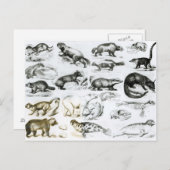 carnivoren briefkaart (Voorkant / Achterkant)