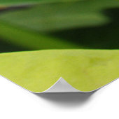 Carnivoren Green Pitcher Plant Poster (Hoek)