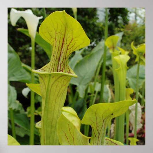 Carnivoren Green Pitcher Plant Poster (Voorkant)
