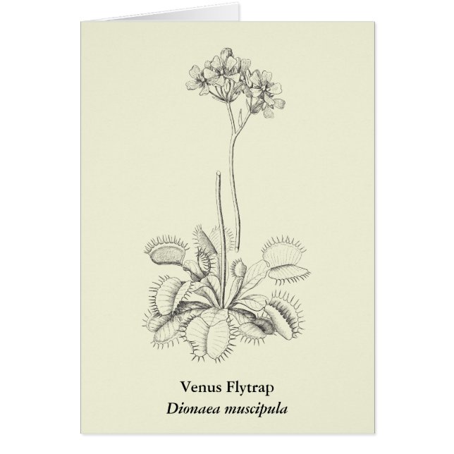 Carnivoren Plant Botanische kunst (Voorkant)