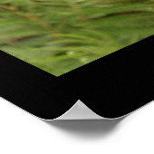 Carnivoren Plant Poster (Hoek)