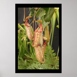 Carnivoren Plant Poster