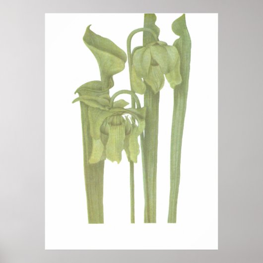 Carnivoren Plant - Sarracenia flava Poster (Voorkant)