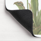 Carnivoren Plant - Sarracenia purpurea Muismat (Hoek)