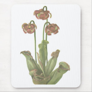 Carnivoren Plant - Sarracenia purpurea Muismat