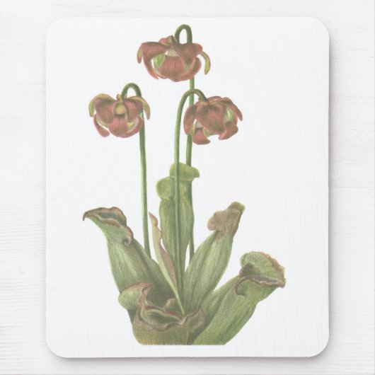 Carnivoren Plant - Sarracenia purpurea Muismat (Voorkant)