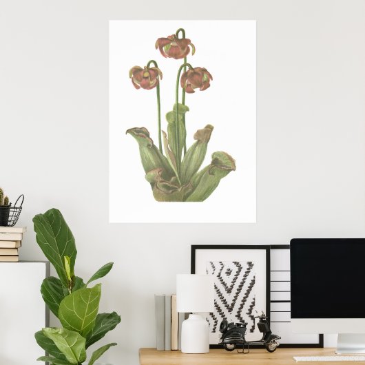 Carnivoren Plant - Sarracenia purpurea Poster (Thuiskantoor)