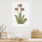 Carnivoren Plant - Sarracenia purpurea Poster (Keuken)