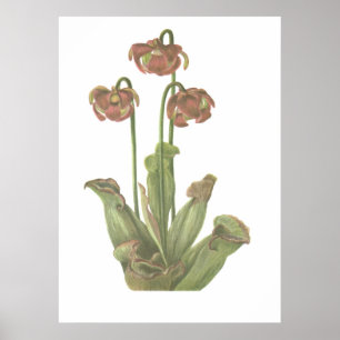 Carnivoren Plant - Sarracenia purpurea Poster